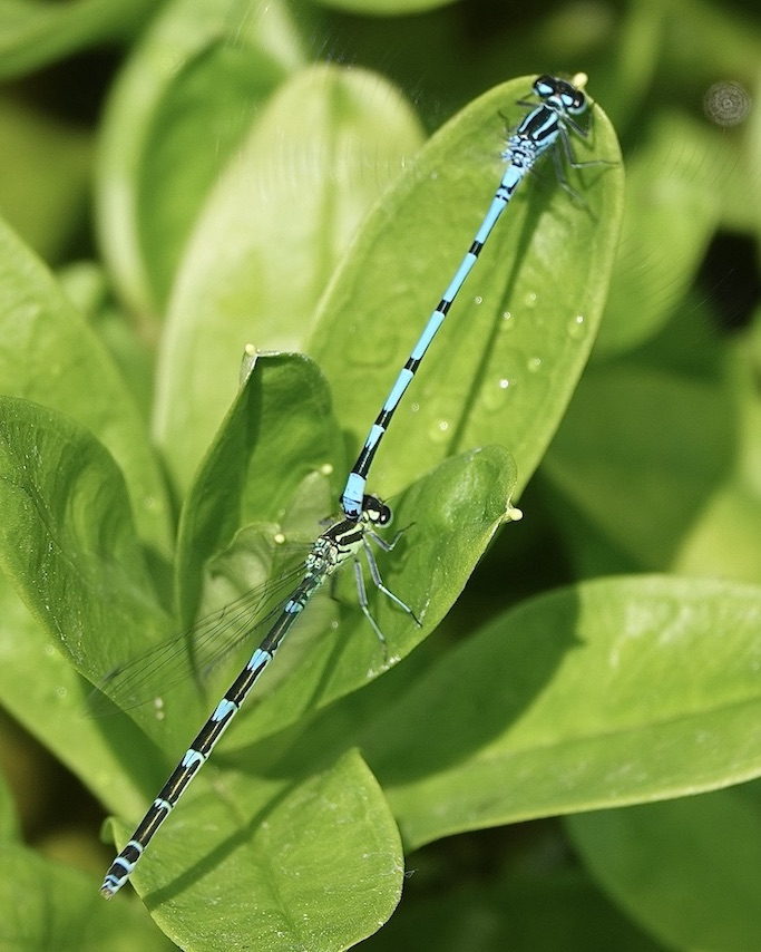 azure damselflies